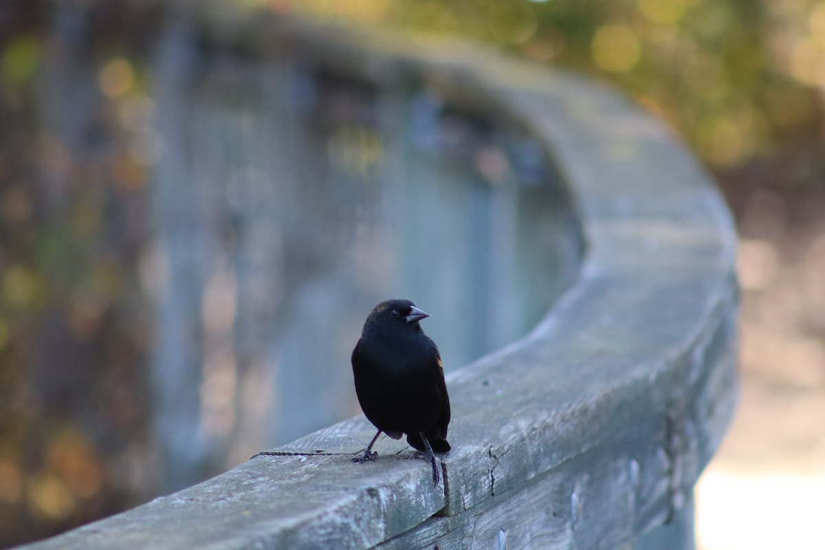 Red-winged Blackbird - ML644160092