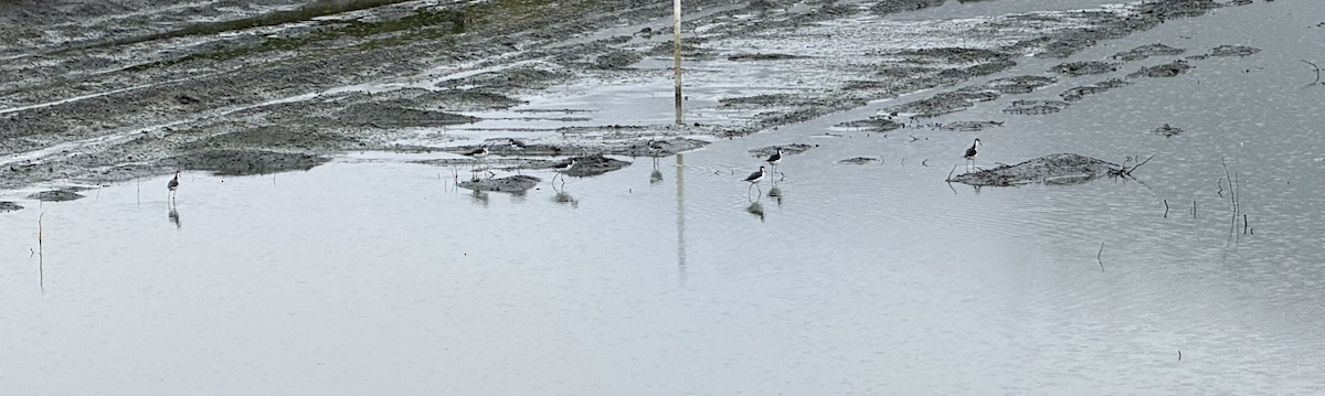 Black-necked Stilt - ML644160108