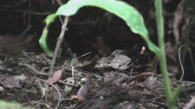 Petite Brachyptère - ML644160127