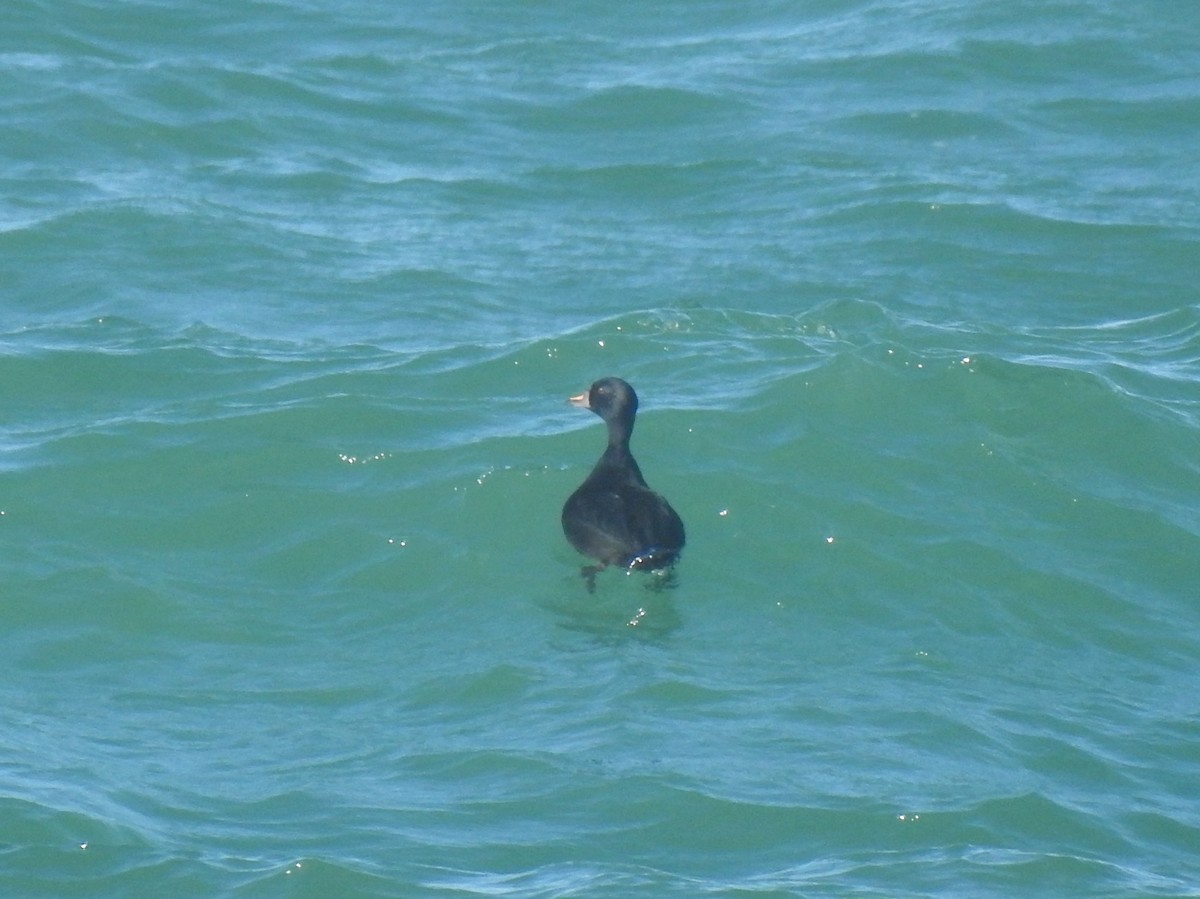 ヨーロッパクロガモ - ML644160136