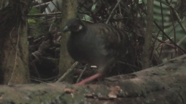 Malayan Partridge - ML644160140