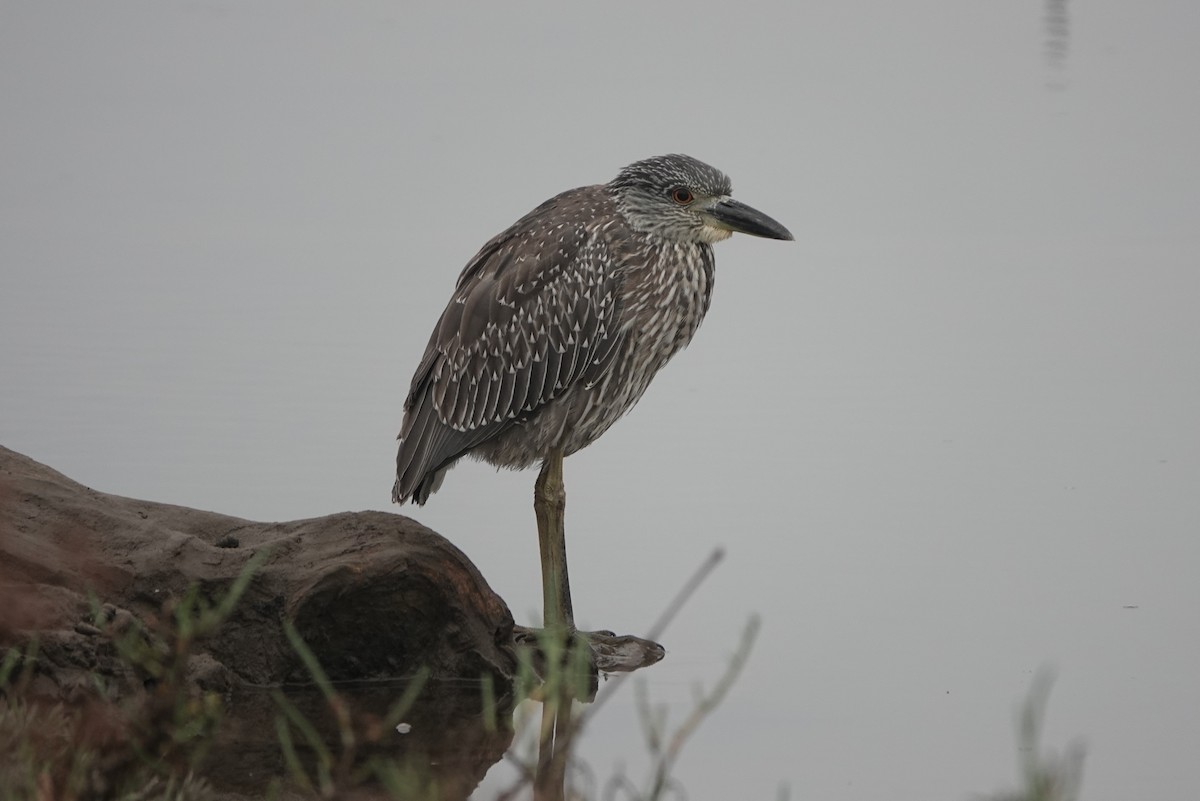 Yellow-crowned Night Heron - ML644160144