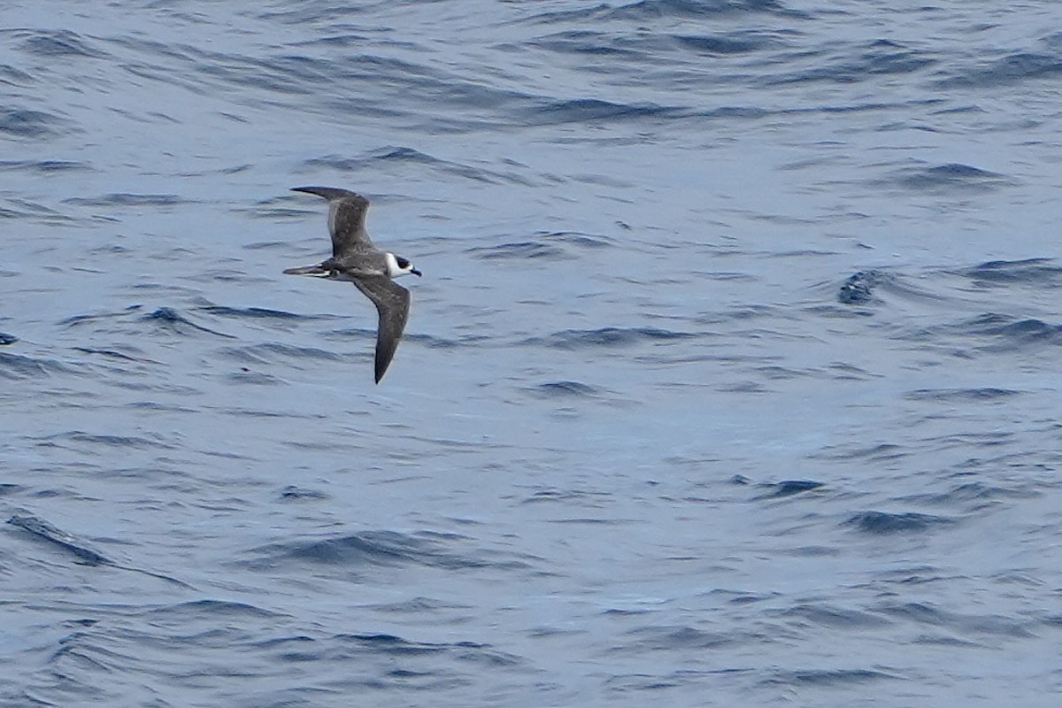 White-necked Petrel - ML644160149