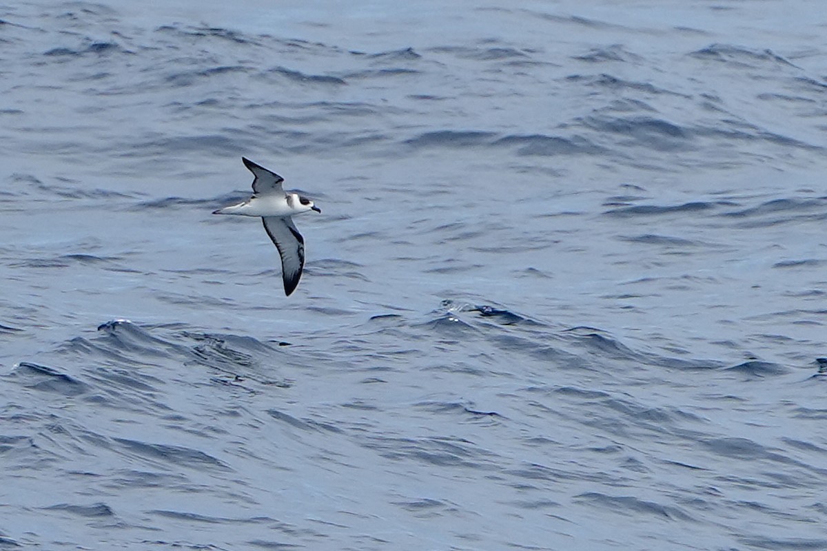 White-necked Petrel - ML644160153