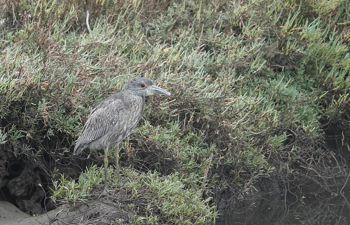 Yellow-crowned Night Heron - ML644160166