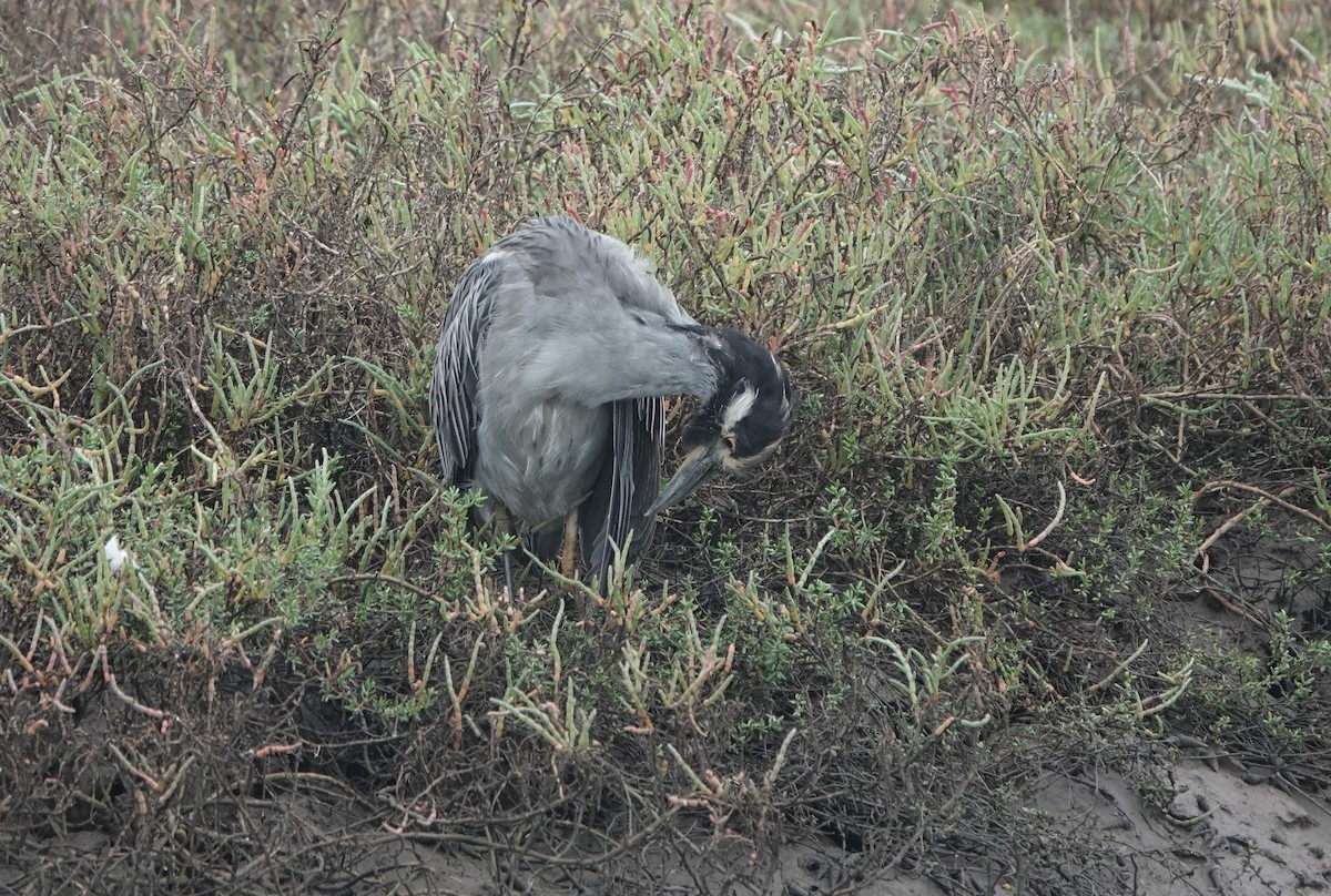 Yellow-crowned Night Heron - ML644160170