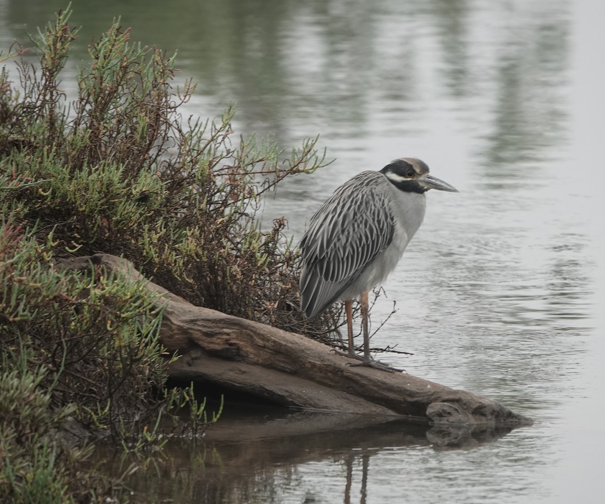 Yellow-crowned Night Heron - ML644160175