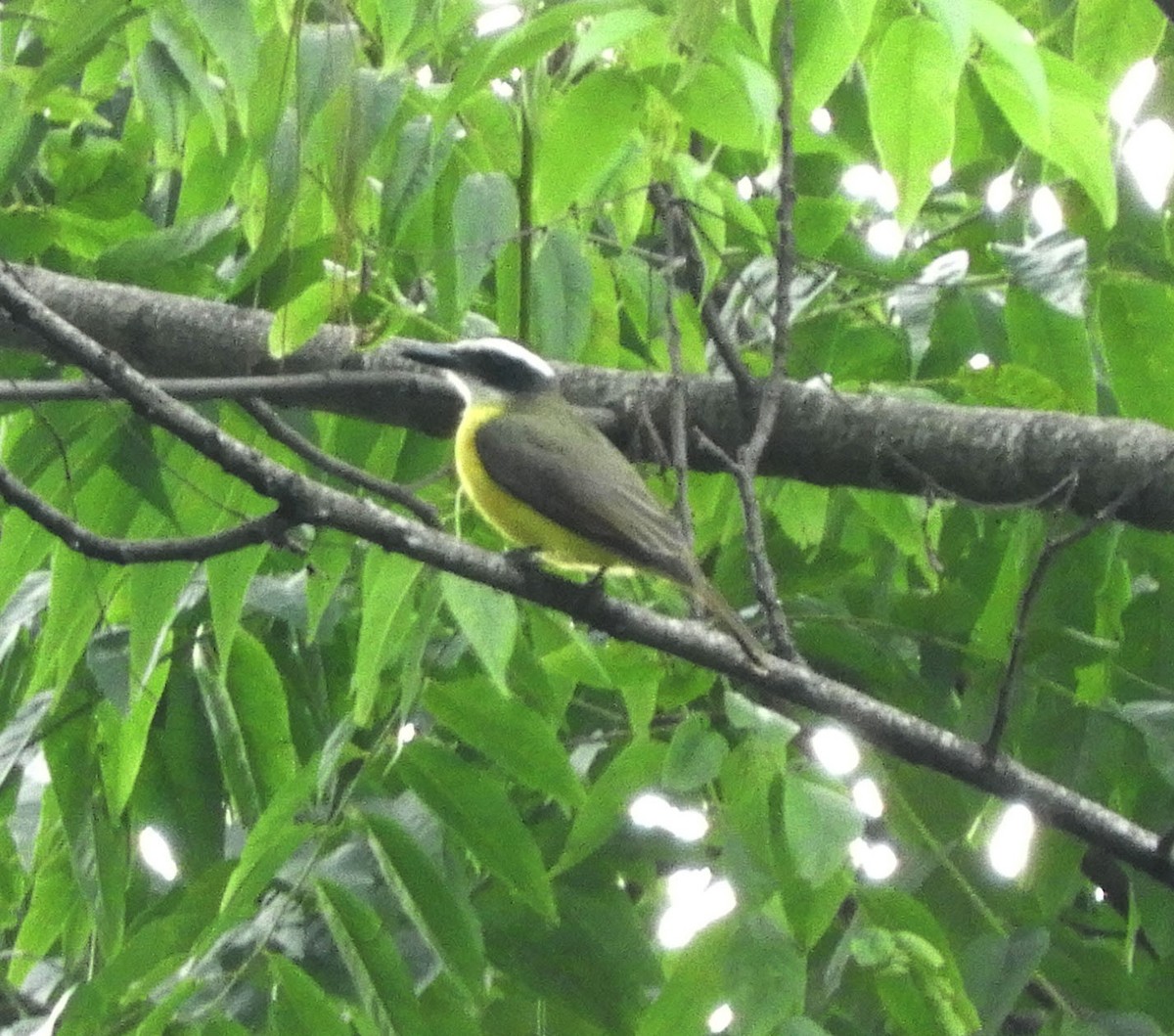 Boat-billed Flycatcher - ML644160210
