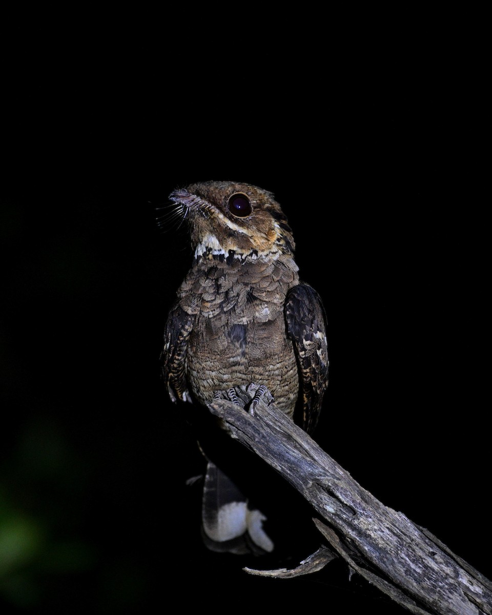 yamanattravn - ML644160228