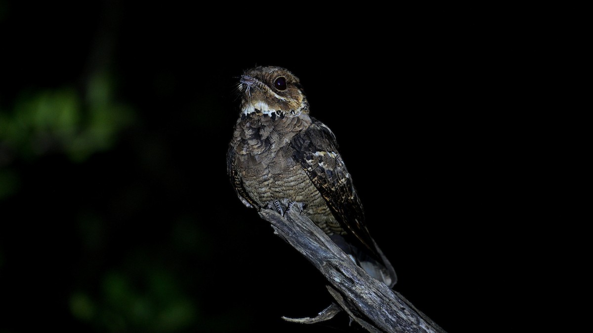 yamanattravn - ML644160229