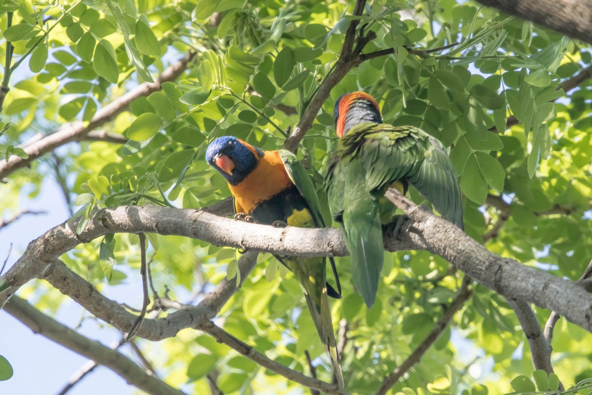 Red-collared Lorikeet - ML644160242