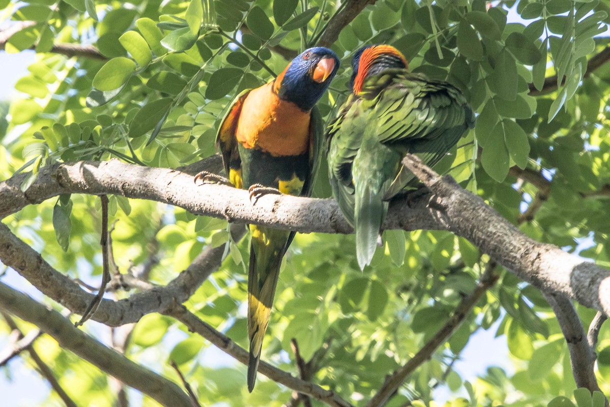 Red-collared Lorikeet - ML644160246