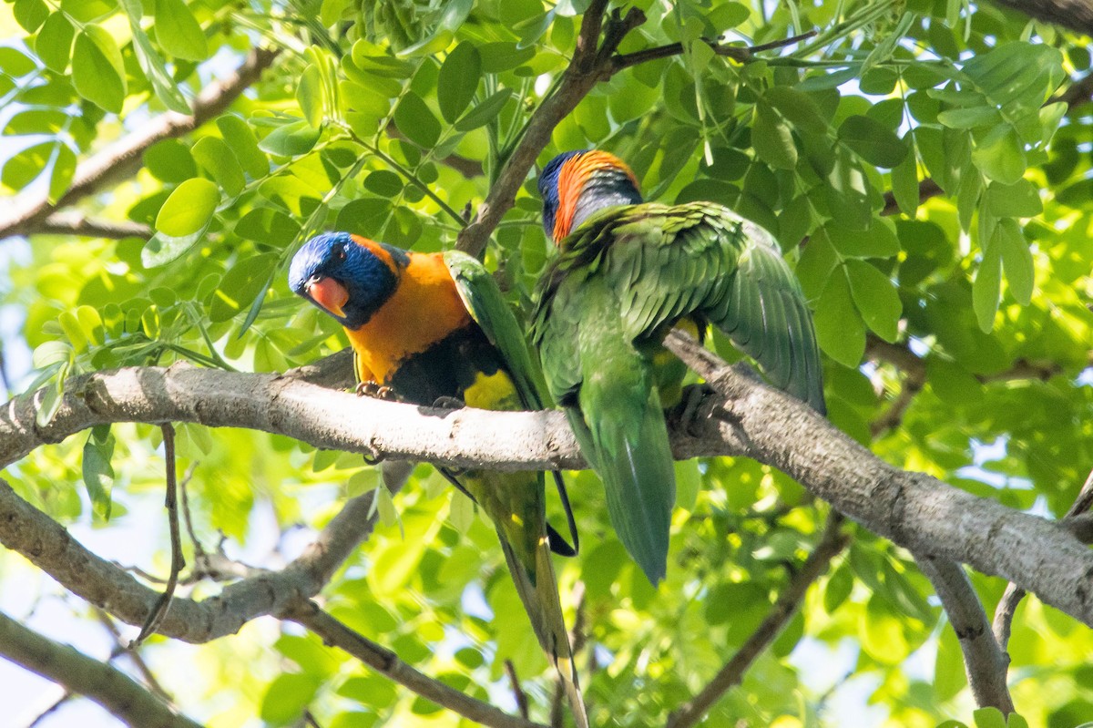 Red-collared Lorikeet - ML644160247