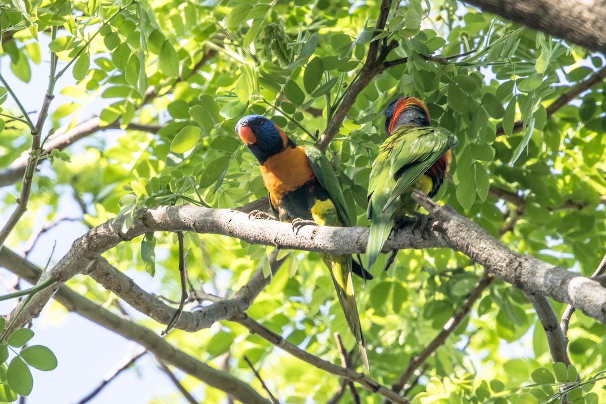 Red-collared Lorikeet - ML644160249
