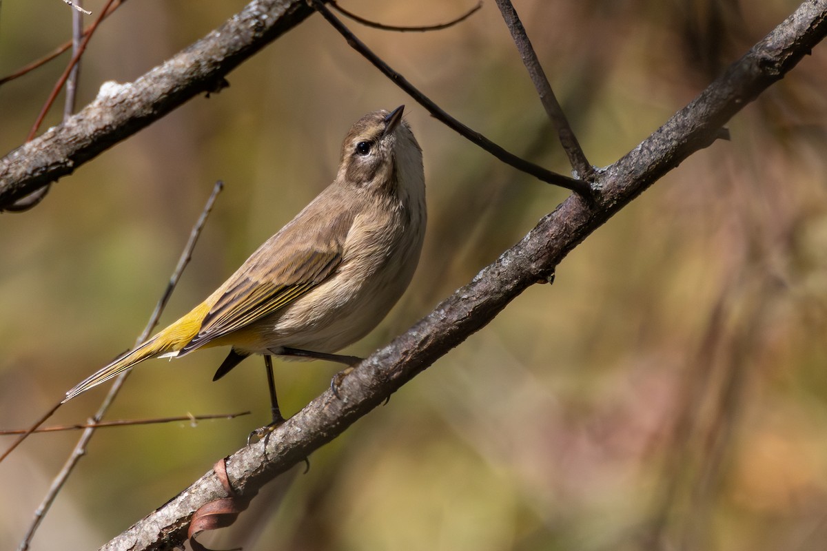 Palm Warbler - ML644160254