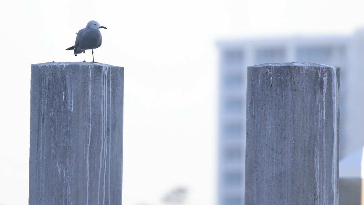 ハイイロカモメ - ML644160263