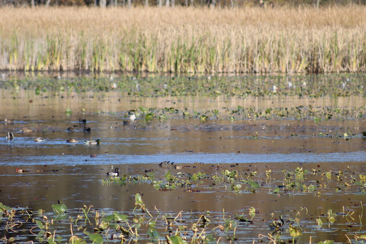 Ring-necked Duck - ML644160264