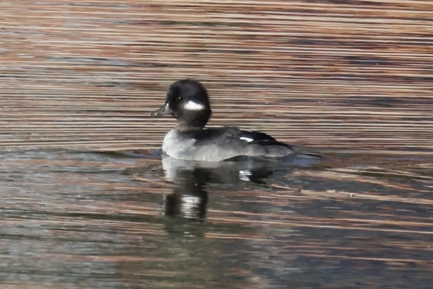 Bufflehead - ML644160269