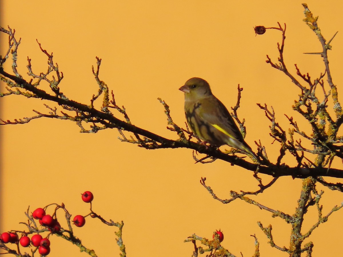European Greenfinch - ML644160301