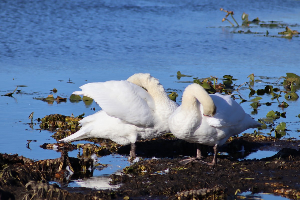 Mute Swan - ML644160304