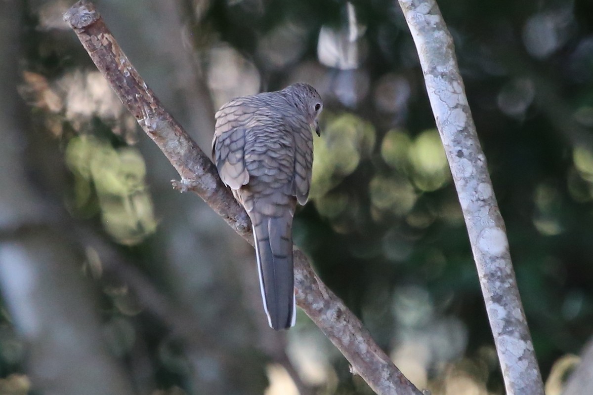 Colombe inca - ML644160311