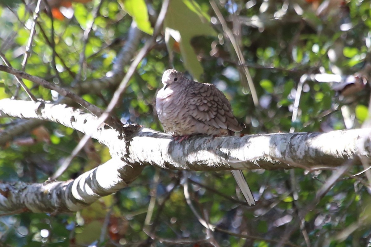 Colombe inca - ML644160312