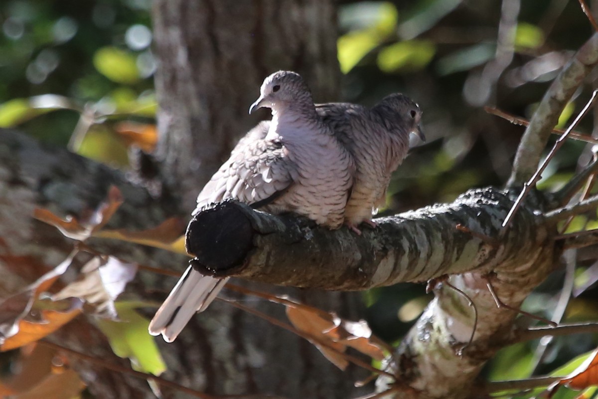 Colombe inca - ML644160313