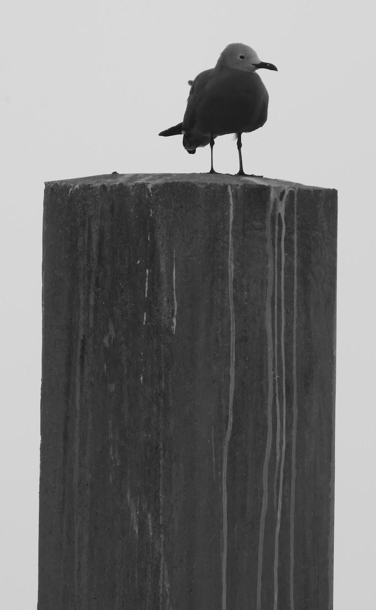 ハイイロカモメ - ML644160319