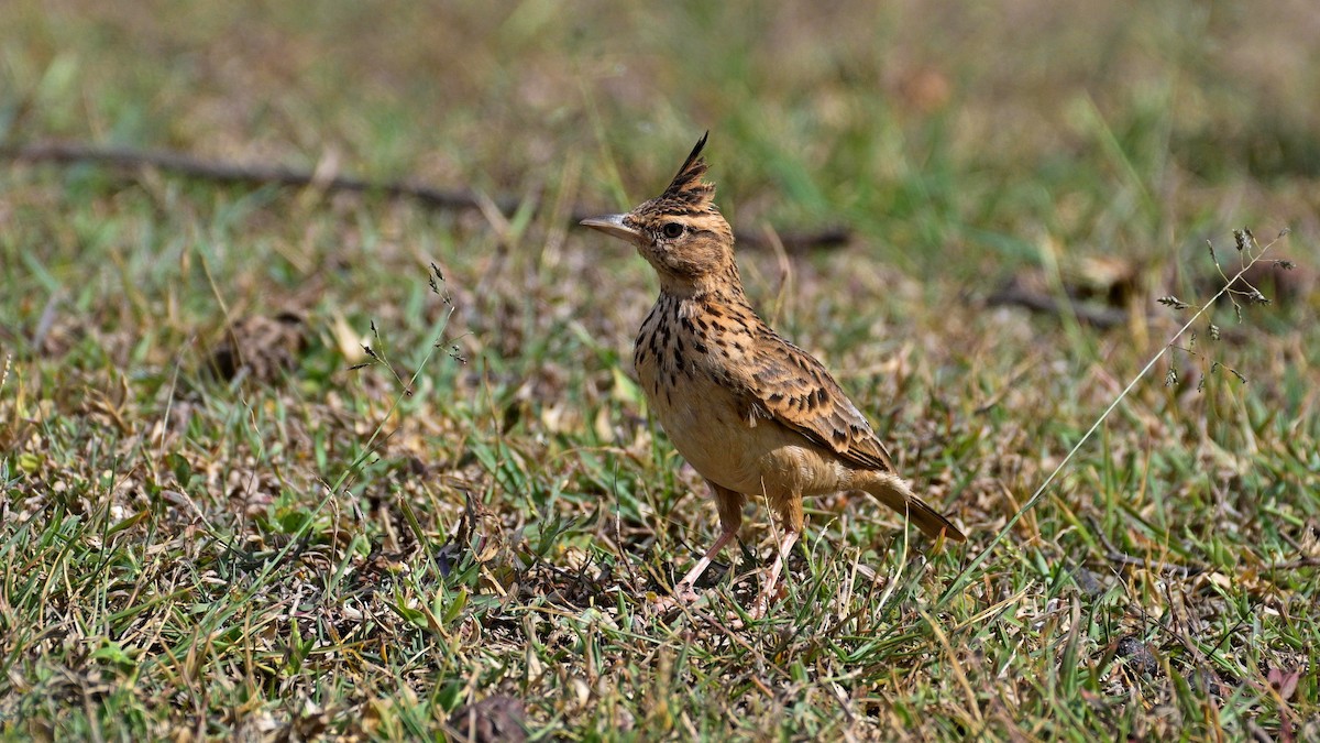 Malabar Lark - ML644160324