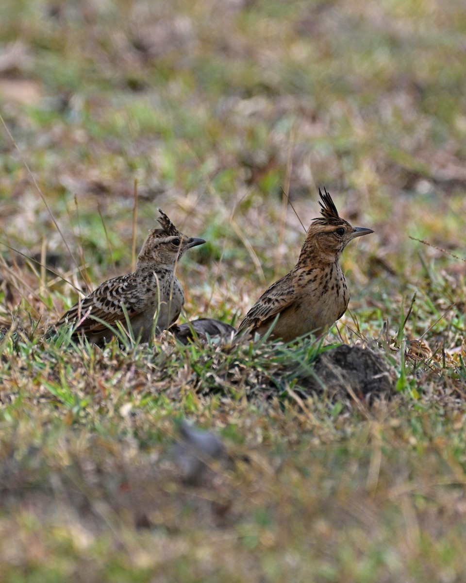 Malabar Lark - ML644160325