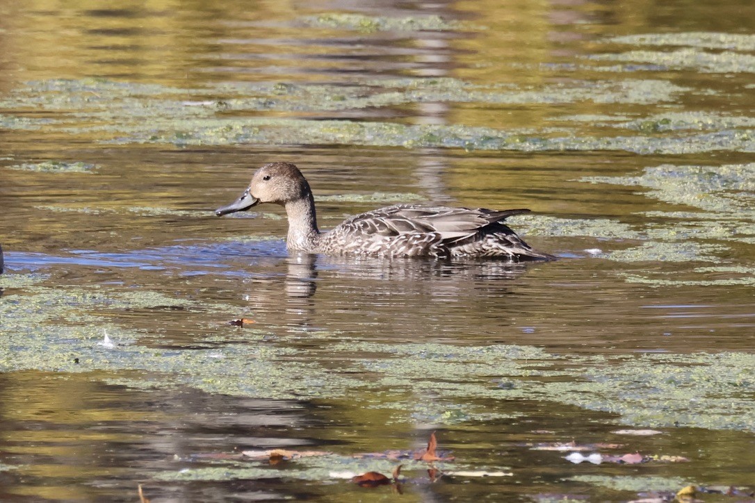 Northern Pintail - ML644160329