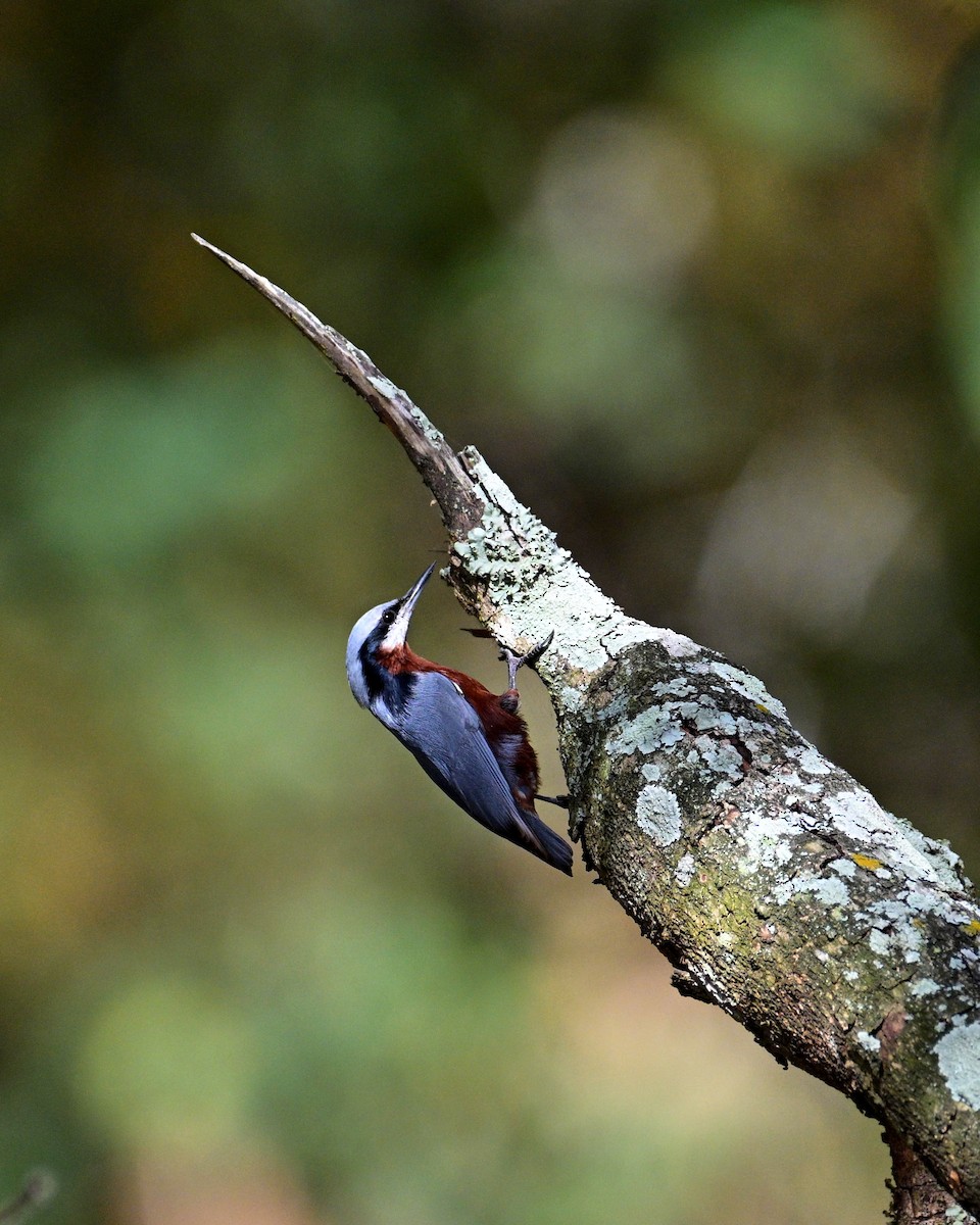 Kastanienkleiber - ML644160364