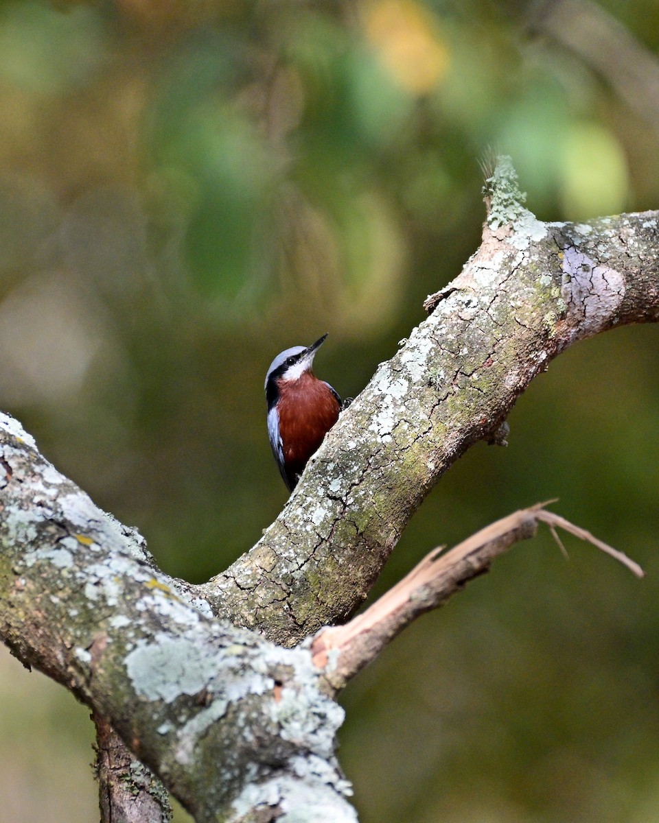 Kastanienkleiber - ML644160365