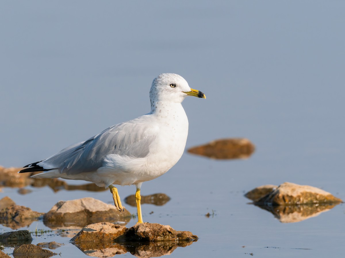 Ring-billed Gull - ML644160369
