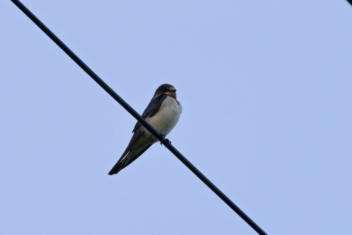 Barn Swallow - ML644160379