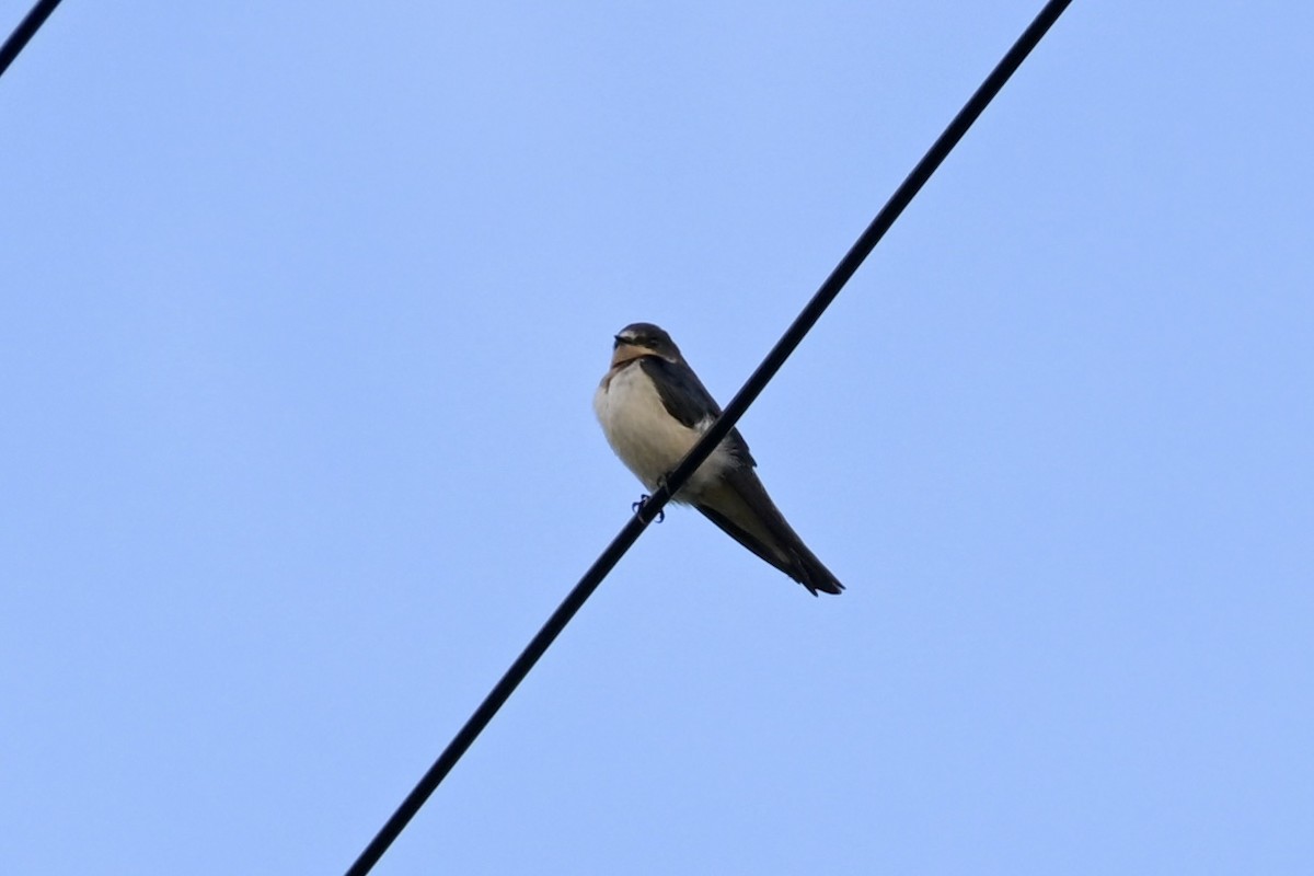 Barn Swallow - ML644160380