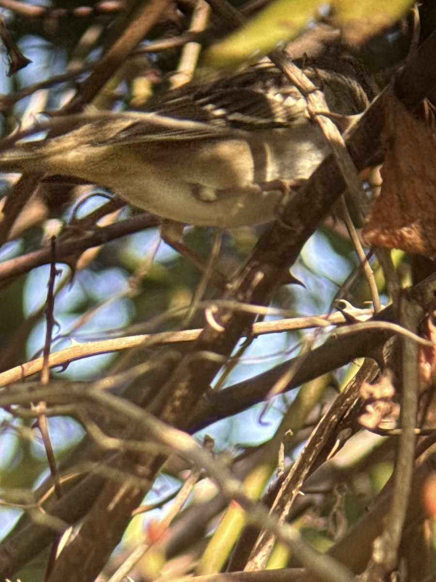 White-crowned Sparrow - ML644160382