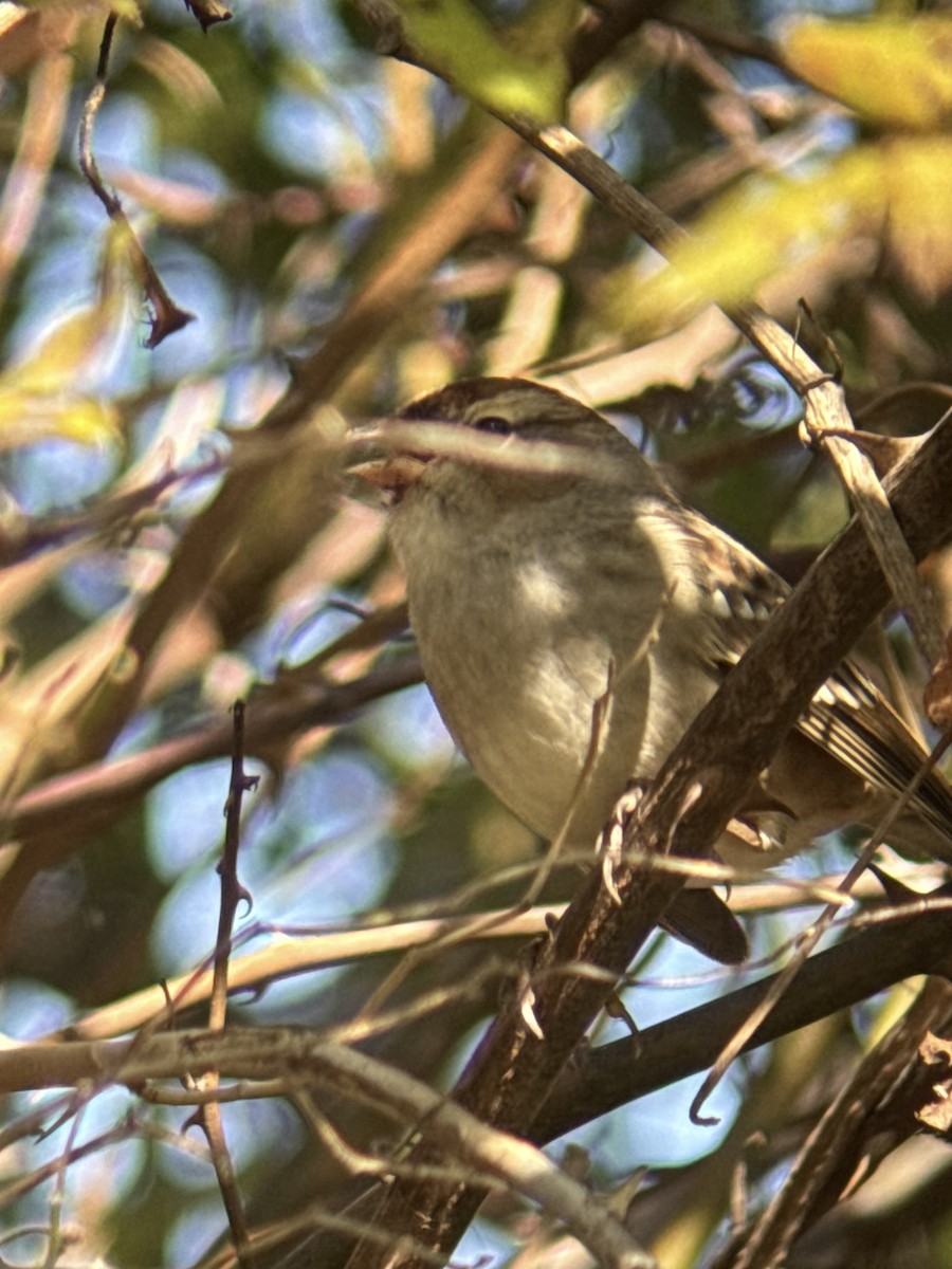 White-crowned Sparrow - ML644160383