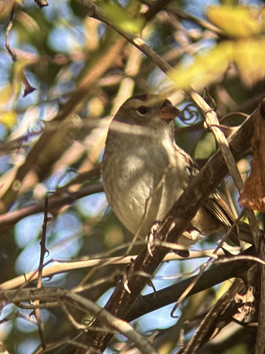 White-crowned Sparrow - ML644160384