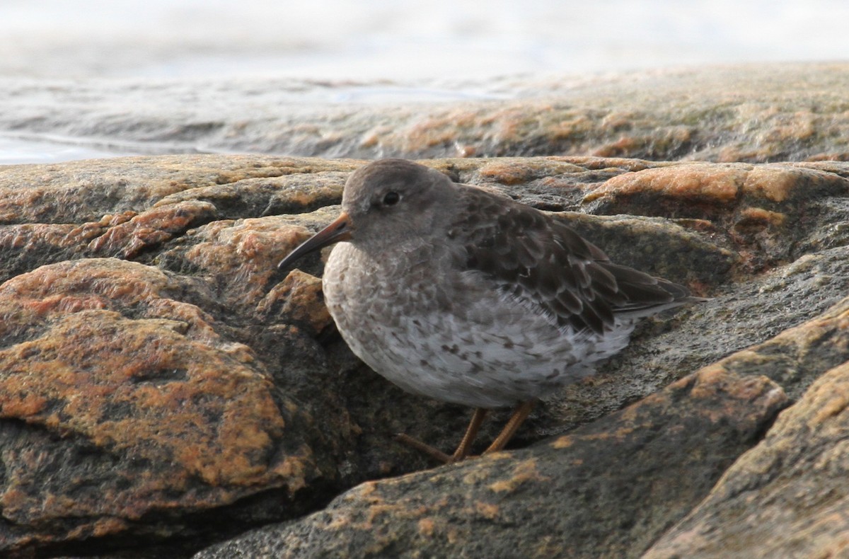 Purple Sandpiper - ML644160390
