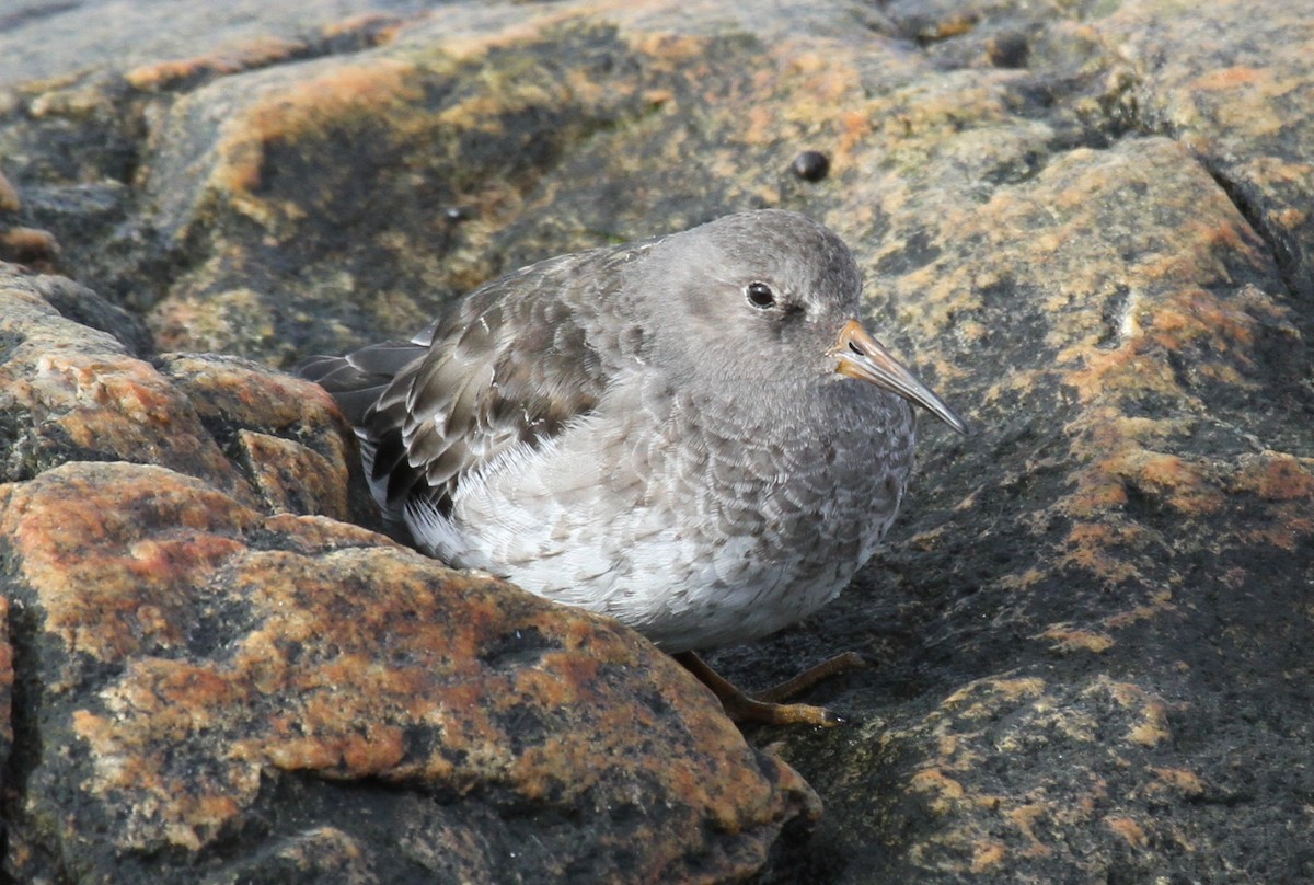 Purple Sandpiper - ML644160391