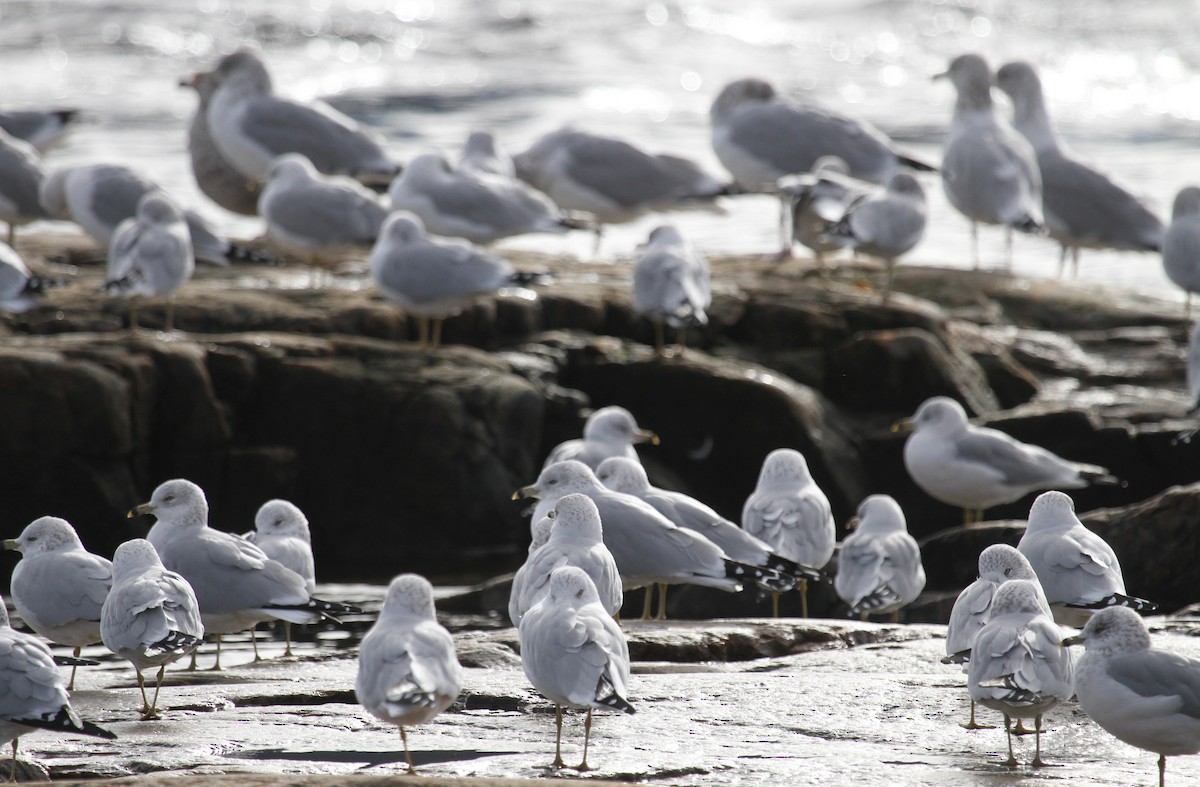Ring-billed Gull - ML644160401