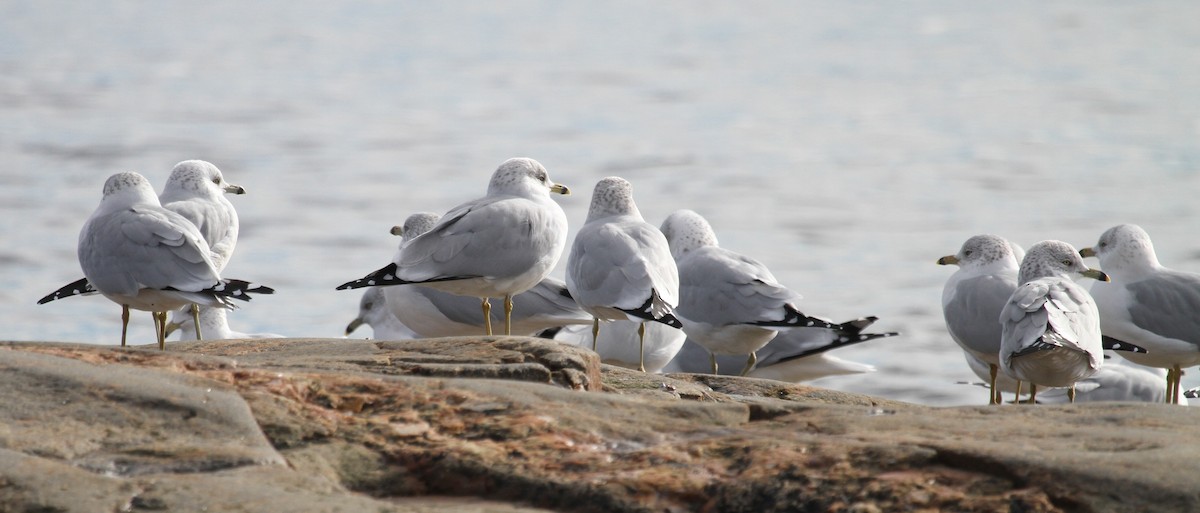 Ring-billed Gull - ML644160402