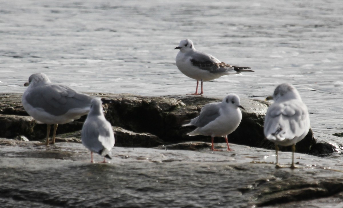 Bonaparte's Gull - ML644160409