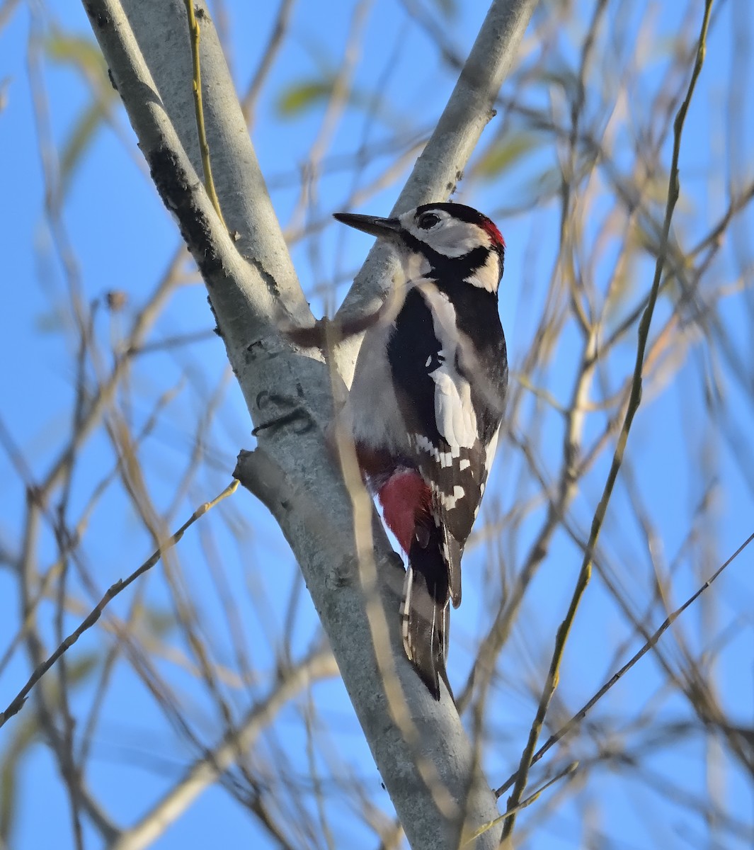 Great Spotted Woodpecker - ML644160416