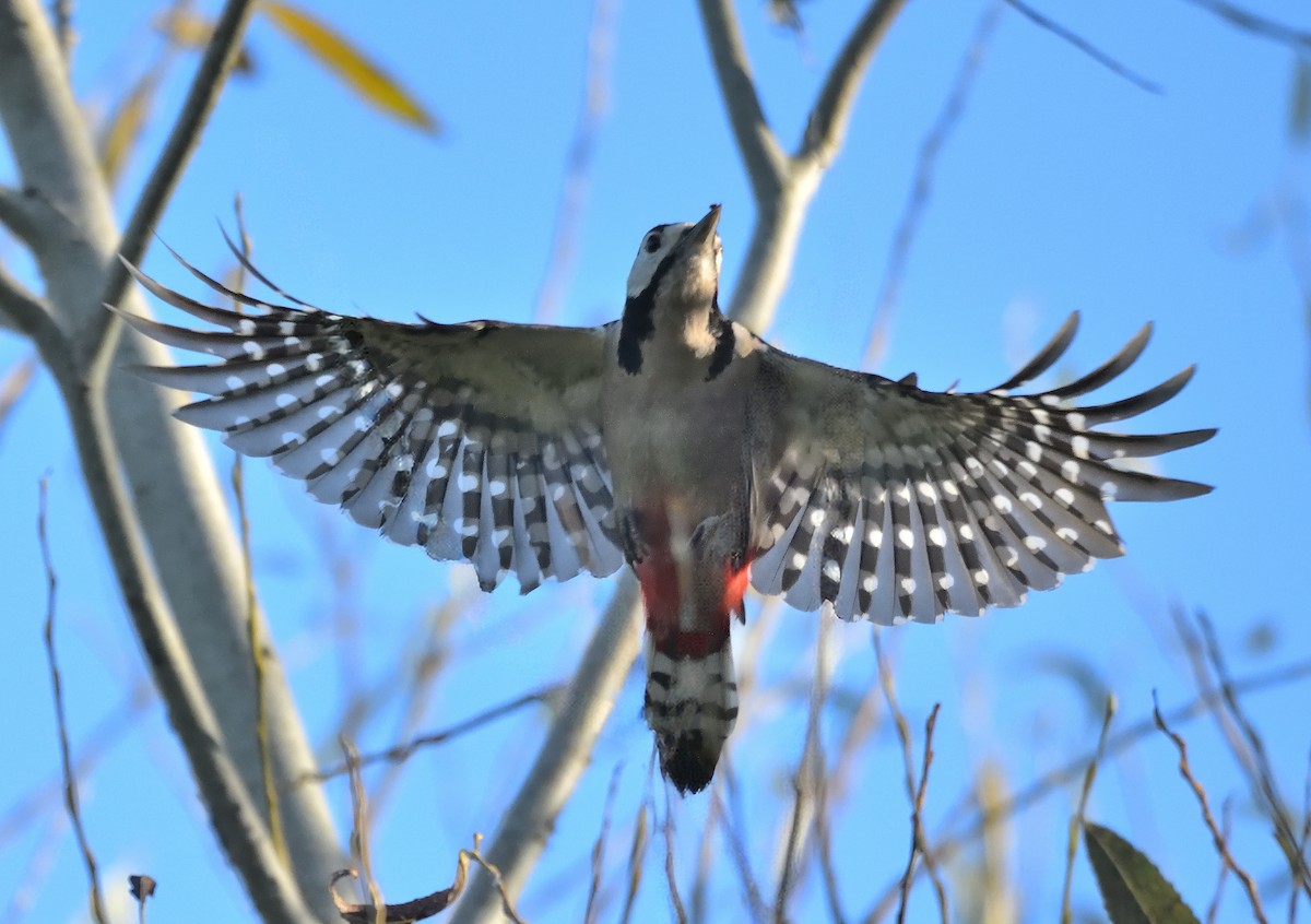 Great Spotted Woodpecker - ML644160420