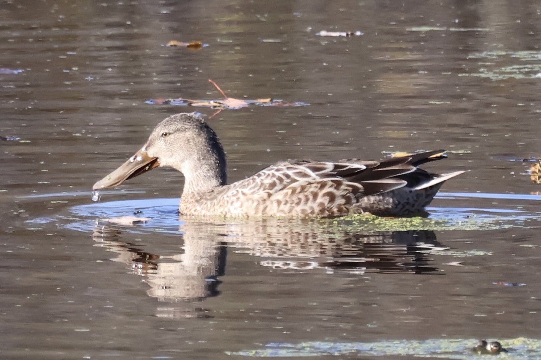 Northern Shoveler - ML644160426
