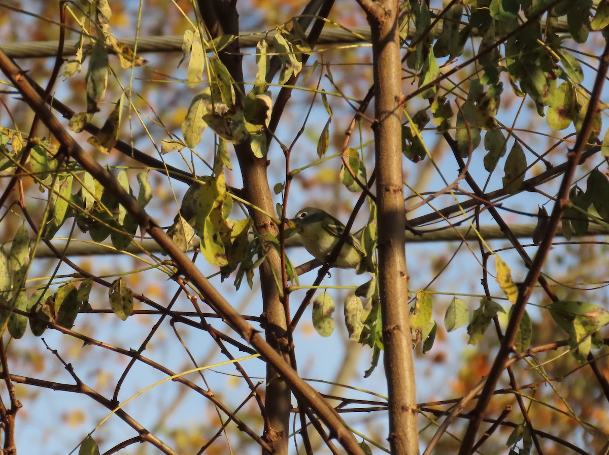 Blue-headed Vireo - ML644160431