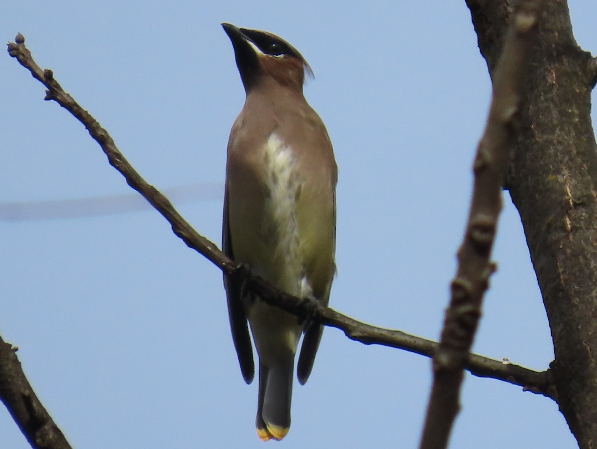 Cedar Waxwing - ML644160437