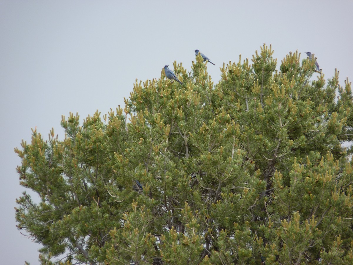 Pinyon Jay - ML644160464